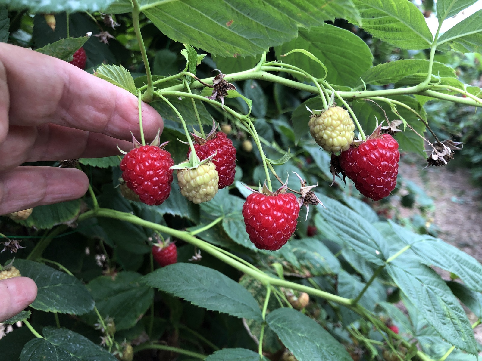 Zabiegi wzmacniające mechaniczną wytrzymałość owoców