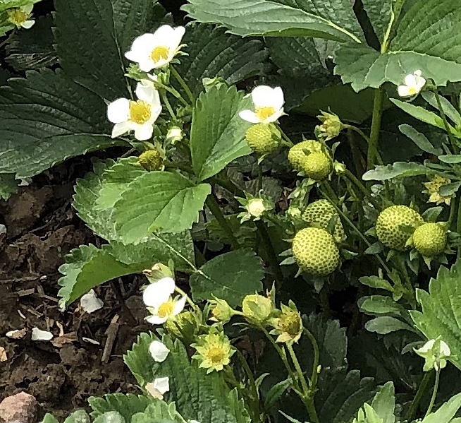 Nawożenie truskawki w okresie kwitnienia i zbiorów, 21.05.2019