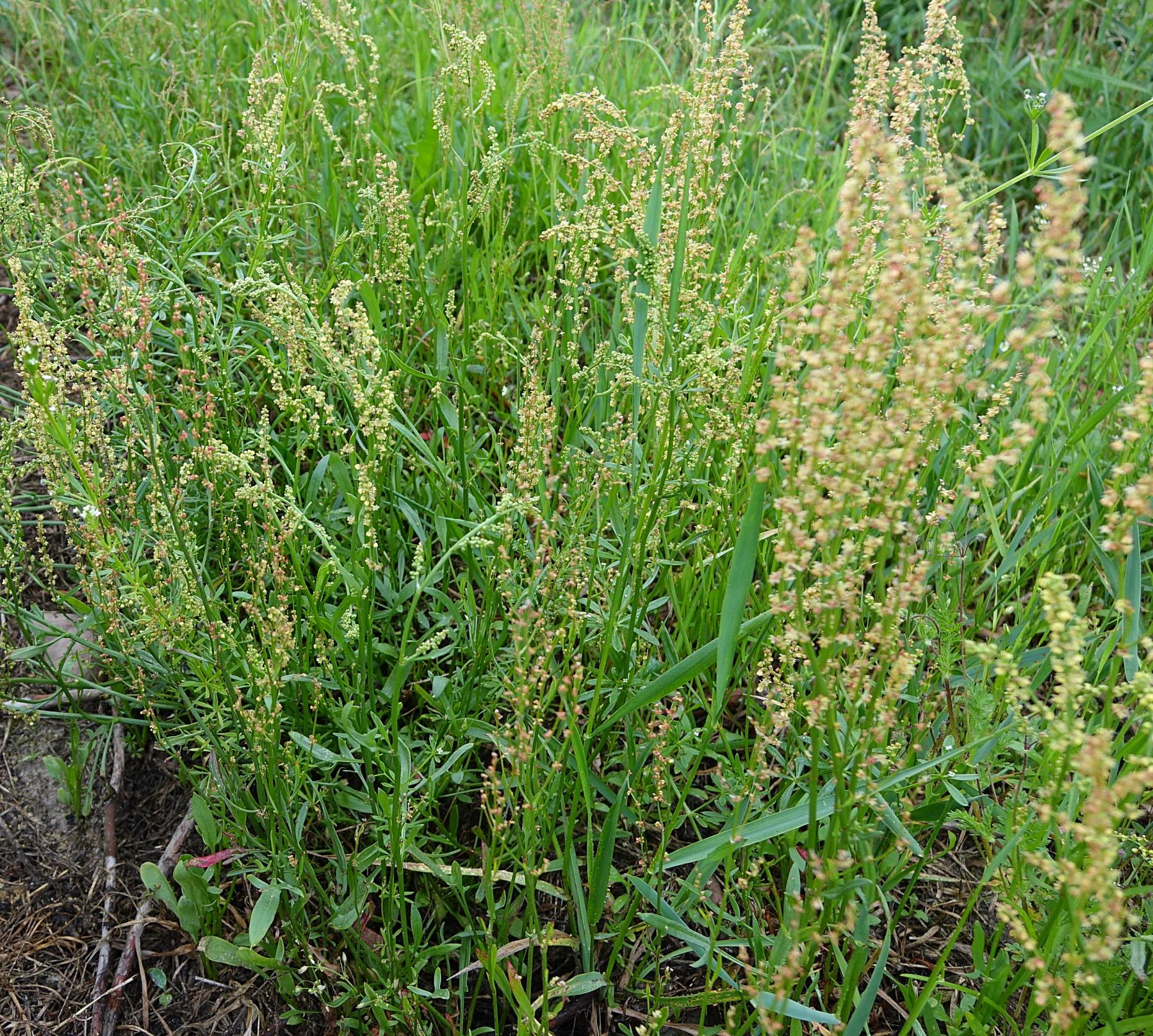 Roślina wskaźnikowa gleb kwaśnych- szczaw polny