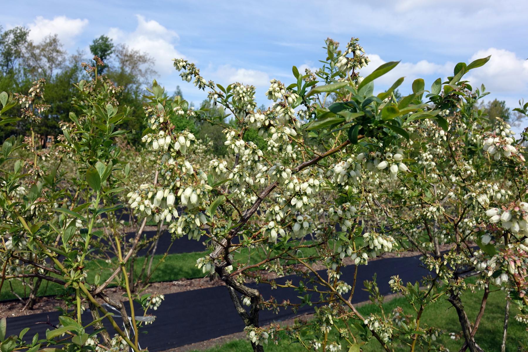 Borówka wysoka, odmiana Chandler