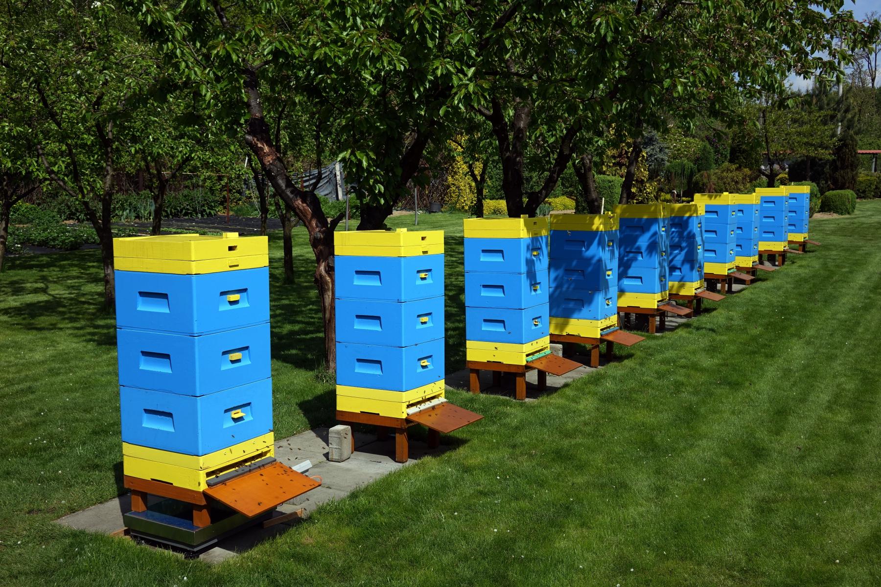 Pszczoła miodna w uprawie borówki wysokiej