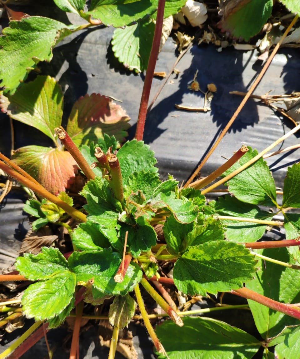 Nawożenie plantacji truskawki po zbiorach