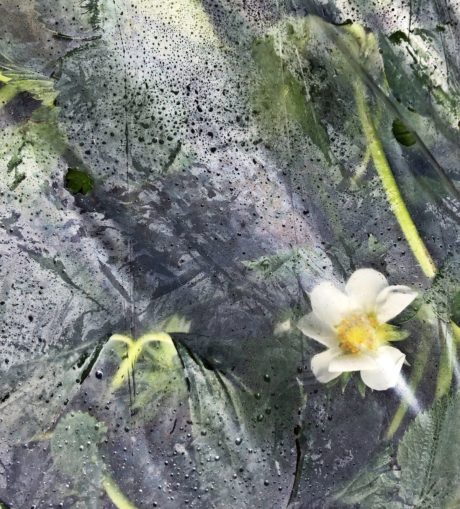 Lustracja na plantacji truskawki- cz. I - uprawy gruntowe