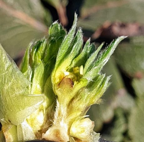 biostymulacja truskawki