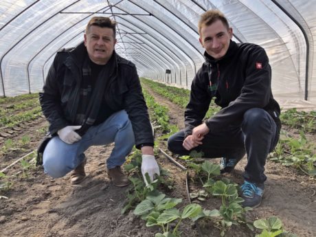 „Mini-projekt” produkcyjny- ocena nowych odmian truskawki