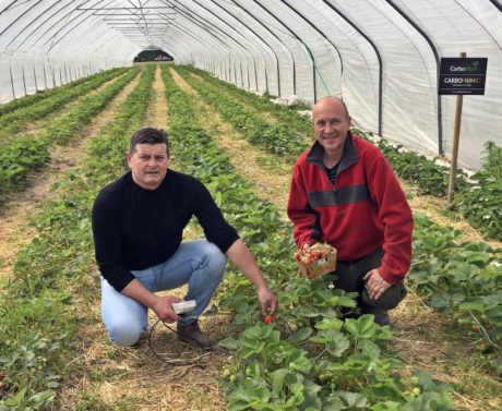 „Mini-projekt” produkcyjny- ocena nowych odmian truskawki