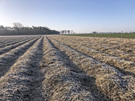 Truskawka powtarzająca w drugim roku uprawy – szanse i zagrożenia