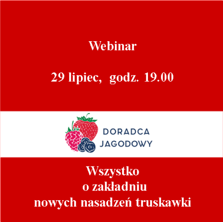 Wszystko o zakładaniu nowych nasadzeń truskawki