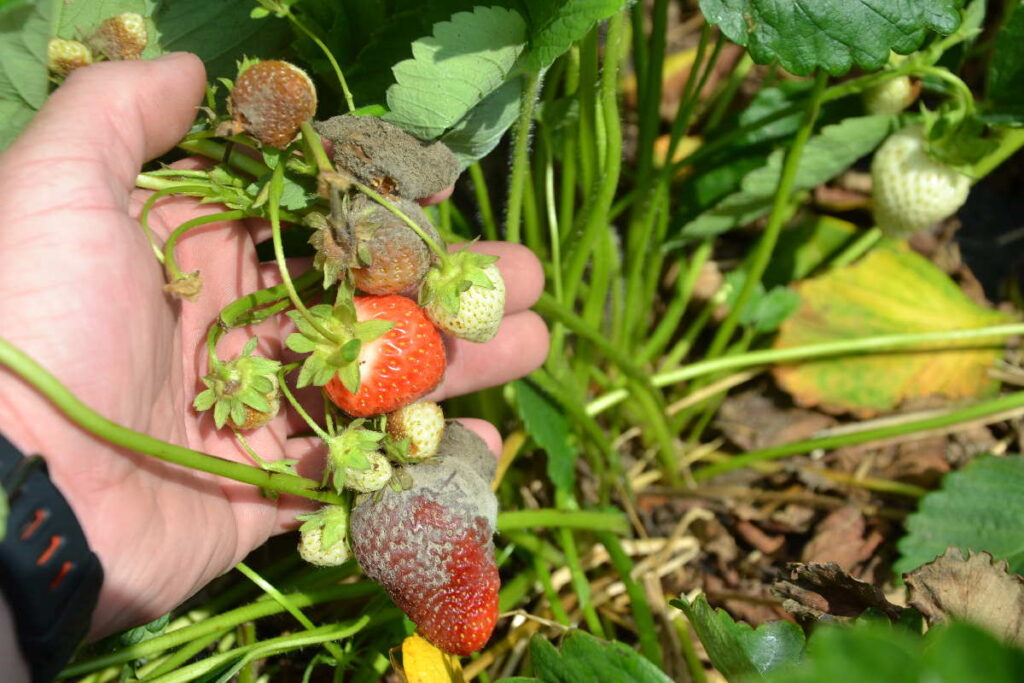 bieżące problemy plantatorów szara pleśń odmiany truskawek