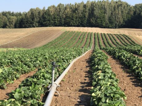 Agrotechnika w truskawce po zbiorach. Część II, 24.08.2020