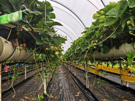 Truskawki po szwajcarsku, Walperswil 17-20.09.2020