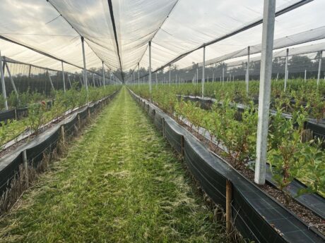 Borówki po szwajcarsku, Walperswil 17-20 wrzesień 2020
