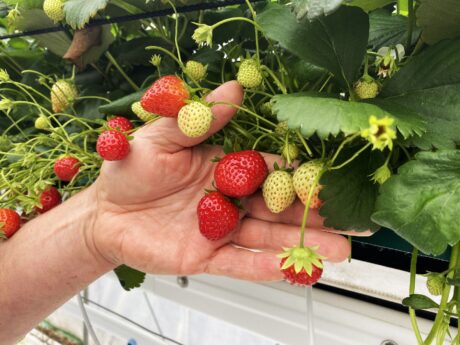 Truskawki po szwajcarsku, Walperswil 17-20.09.2020