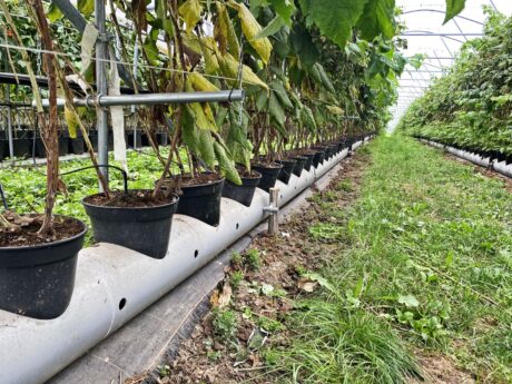 Maliny po szwajcarsku, Walperswil 17-20 wrzesień 2020