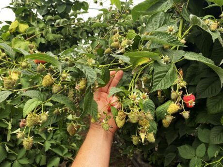 Maliny po szwajcarsku, Walperswil 17-20 wrzesień 2020