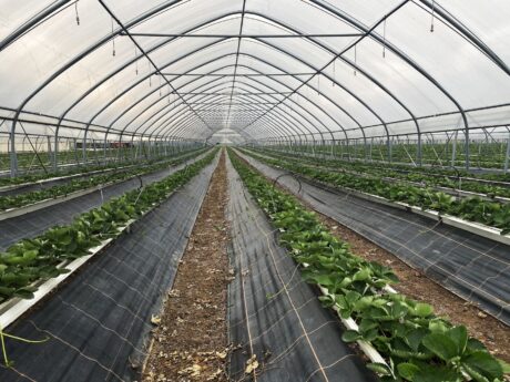 Truskawki po szwajcarsku, Walperswil 17-20.09.2020