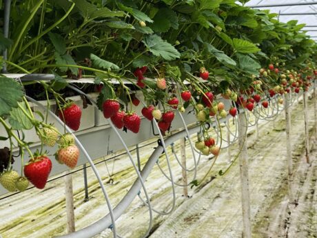 Truskawki po szwajcarsku, Walperswil 17-20.09.2020