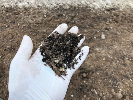 CarboHort w uprawie borówki wysokiej – „mini-projekt" produkcyjny