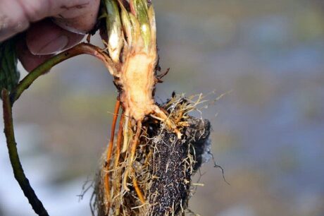 Nasilenie uszkodzeń mrozowych na plantacjach truskawki