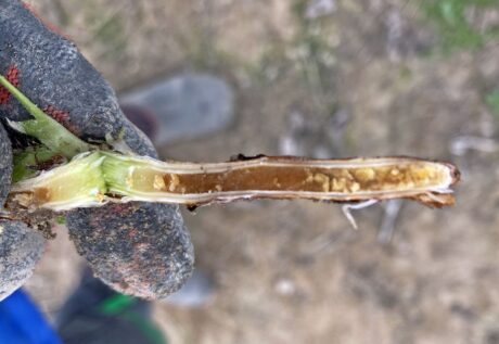 Uszkodzenia mrozowe-maliny tunelowe, lustracja na plantacjach