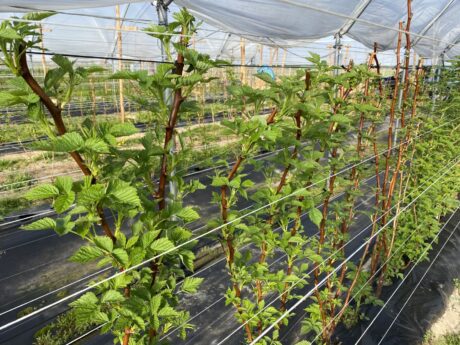 Nadchodzi fala przymrozków- kilka wskazówek dla plantacji