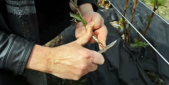 uszkodzenia mrozowemalin