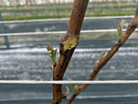 Uszkodzenia mrozowe-maliny tunelowe, lustracja na plantacjach