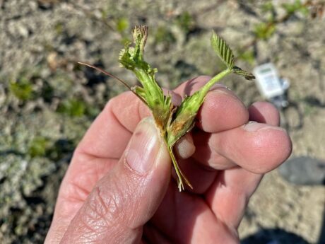 Uszkodzenia mrozowe-maliny tunelowe, lustracja na plantacjach