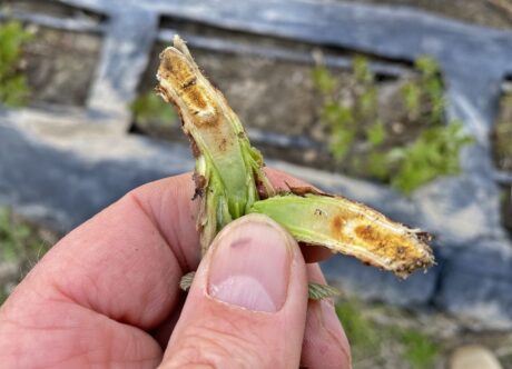 Uszkodzenia mrozowe-maliny tunelowe, lustracja na plantacjach