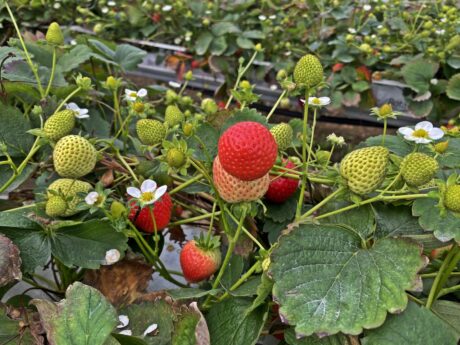 BerryTech 2021: wizyta w uprawie tunelowej truskawki powtarzającej