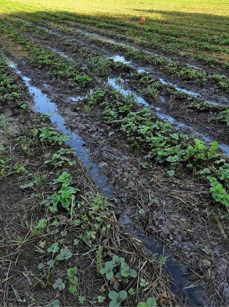 Reanimacja systemu korzeniowego truskawki po zalaniach i podtopieniach
