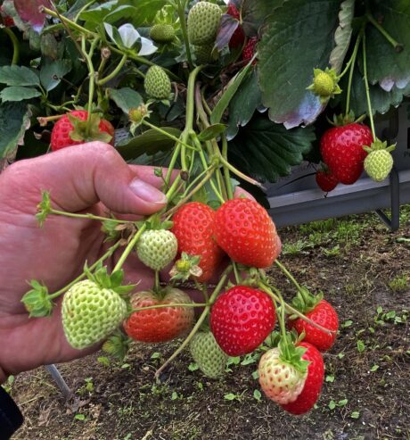 BerryTech 2021: wizyta w uprawie tunelowej truskawki powtarzającej