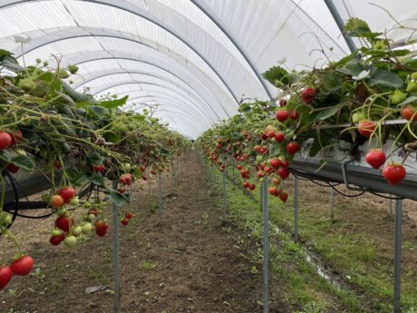 BerryTech 2021: wizyta w uprawie tunelowej truskawki powtarzającej