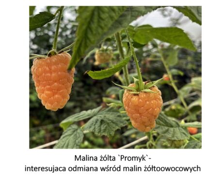 W malinowych tunelach zbiory wciąż trwają- BerryTech 2021