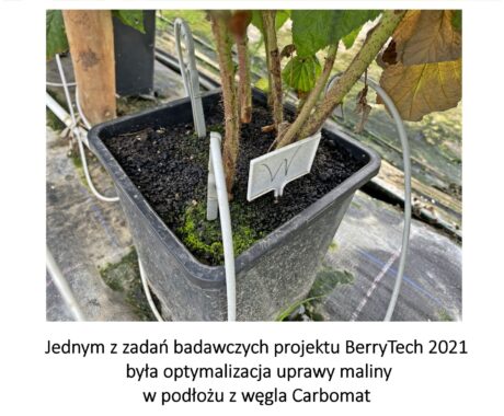 W malinowych tunelach zbiory wciąż trwają- BerryTech 2021
