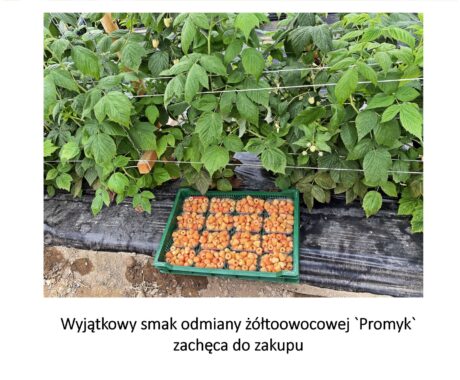 W malinowych tunelach zbiory wciąż trwają- BerryTech 2021