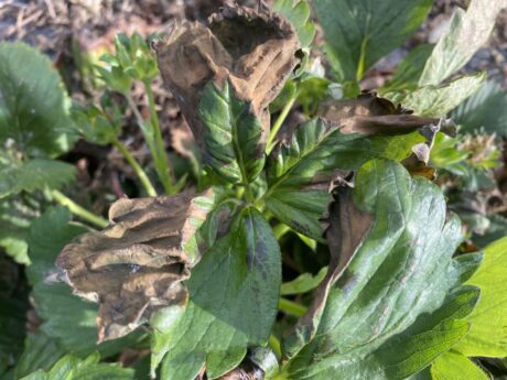 Z wizytą na plantacjach truskawki w rejonie Czerwińska nad Wisła – fotorelacja