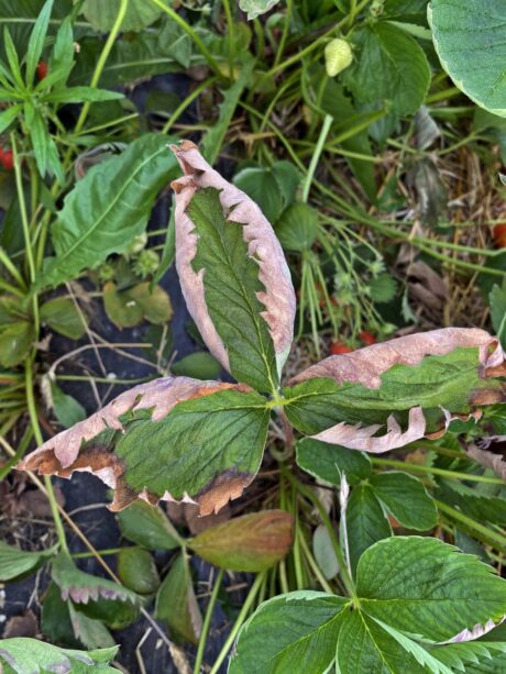 Jak pomóc roślinom w okresie upałów?