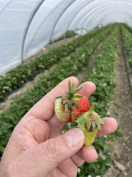 Nad plantacje nadciągają "trzy wiedźmy"