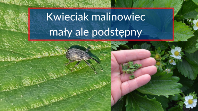 Jak Walczy Z Kwieciakiem Malinowcem Na Plantacji Truskawek W Czasie jak-walczy-z-kwieciakiem-malinowcem-na-plantacji-truskawek-w-czasie