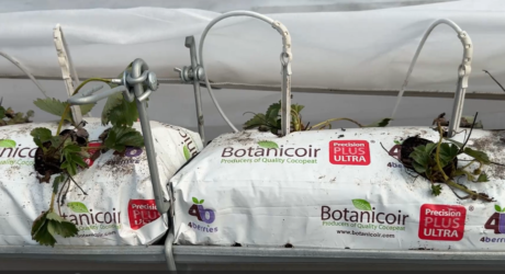 "Młotkowanie kokosu" po posadzeniu truskawki, czyli porady od doświadczonego plantatora.
