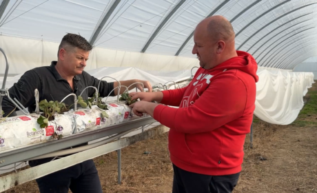 "Młotkowanie kokosu" po posadzeniu truskawki, czyli porady od doświadczonego plantatora.