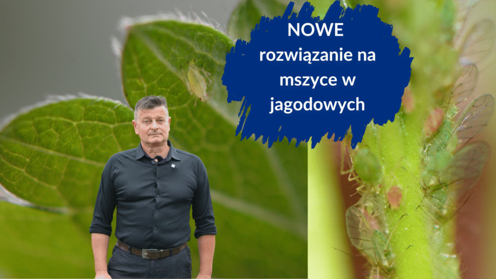 nowe rozwiązanie na mszyce w jagodowych duże