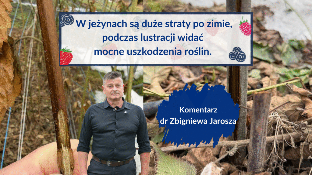 uszkodznia w jezynach