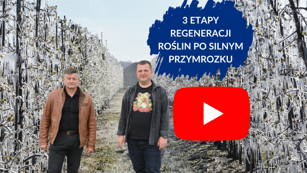 Trzy etapy regeneracji po przymrozkach - duże