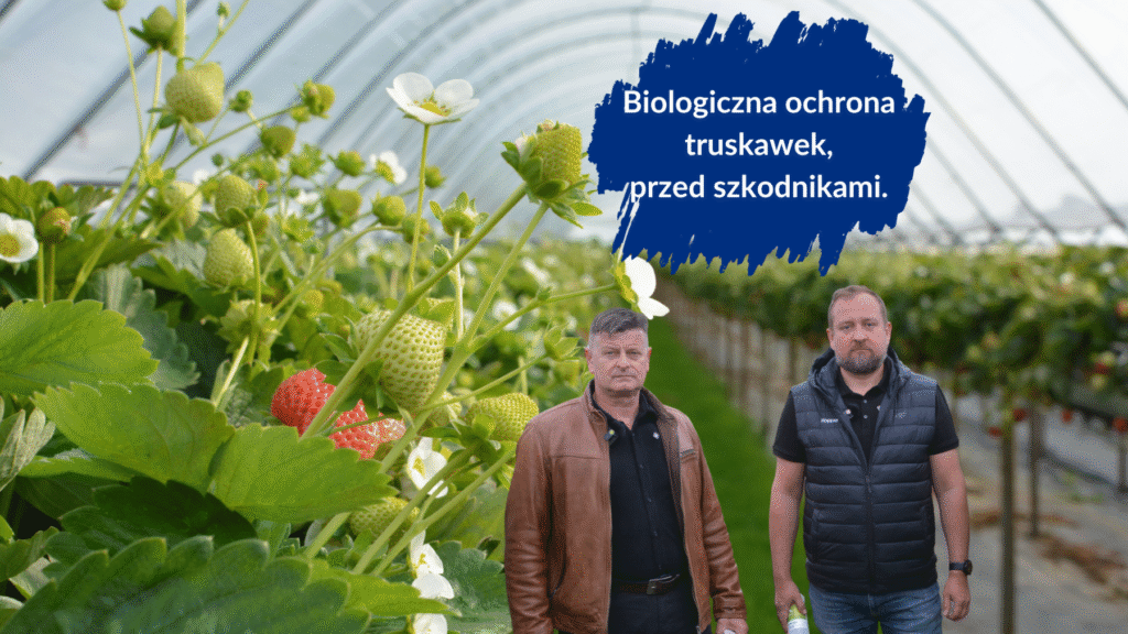 biologiczna ochrona pzred szkodnikami - duża
