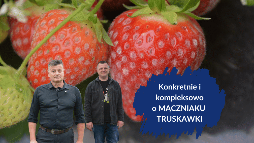 DORADCA JAGODOWY plansze i grafiki