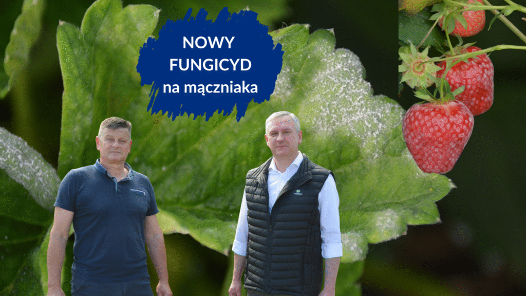 nowy fungicyd na mączniaka duże