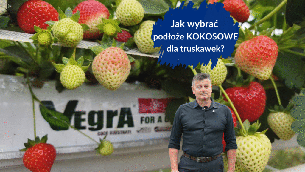 podłoze kokosowe dla truskawek duże