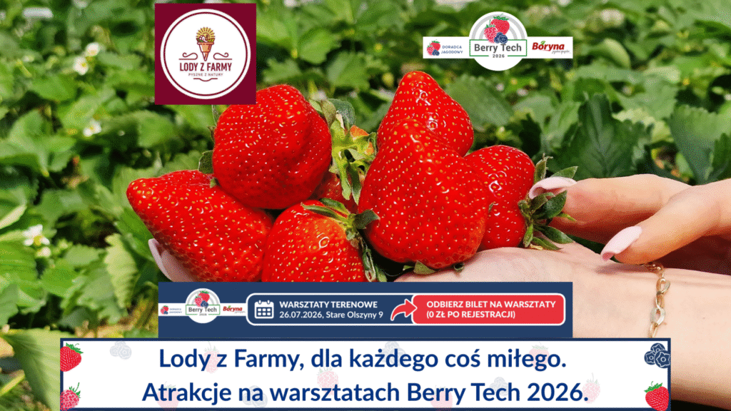 Lody z Farmy na Berry Tech 2026 duże
